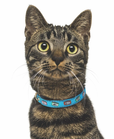 Up Country Cat Collar In Tuna