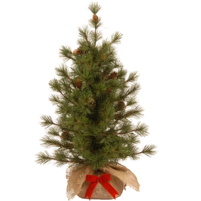 National Tree Company National Tree 3 Ft. Bristle Cone Pine Tree In Green
