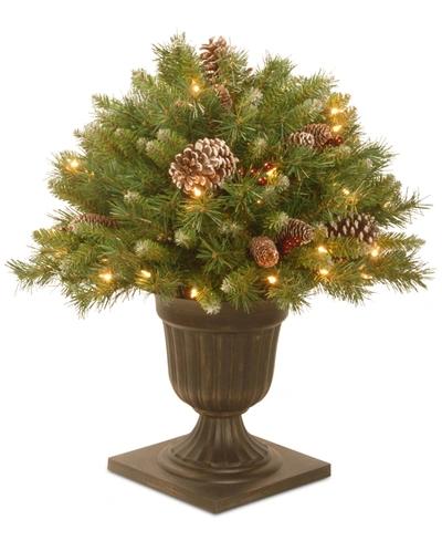 National Tree Company 24" Frosted Berry Porch Bush In A Dark Bronze Urn With 50 Clear Lights In Green