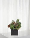 Ndi Faux Succulent Plant In Ceramic Cube Planter