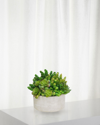 Winward Succulent In Garden Planter
