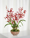 Winward Orchid In Longlife Bowl