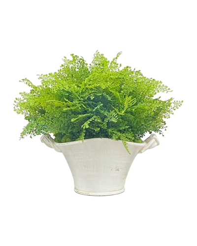 Winward Spring Fern In Planter