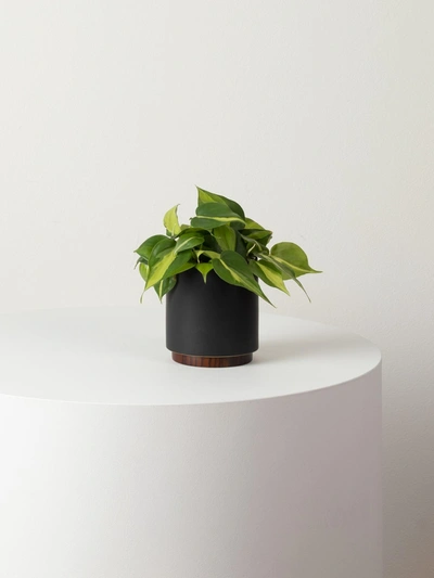 Leon & George Small Philodendron Brasil With Mid-century Ceramic Pot And Wood Plinth In Black