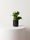 Leon & George Small Jade Pothos With Mid-century Ceramic Pot And Wood Plinth In Black