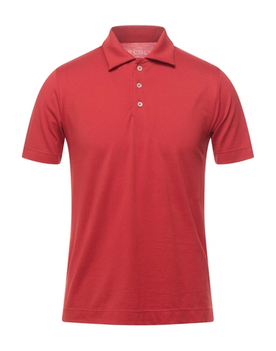 Circolo 1901 Polo Shirts In Red