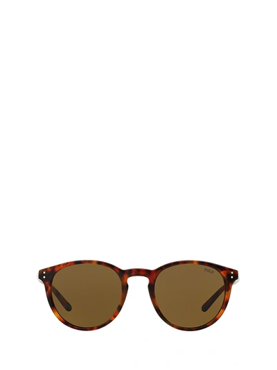 Polo Ralph Lauren Sunglasses In Shiny Jerry Havana
