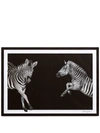 Dolce & Gabbana Zebra-print Paper Placemats (set Of 36) In Black