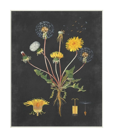 Stupell Industries Botanical Drawing Dandelion On Black Design Wall Plaque Art, 10" X 15" In Multi-color