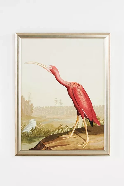 Anthropologie Regal Audubon Wall Art In Pink