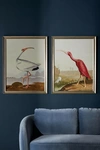 Anthropologie Regal Audubon Wall Art In White