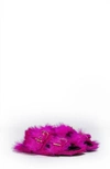 Marni Fussbett Two-buckle Genuine Calf Hair Sandal In Fuchsia