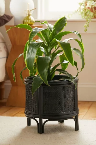 Urban Outfitters Rattan 12" Planter In Black At