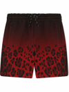 Dolce & Gabbana Gradient Leopard-print Shorts In Black