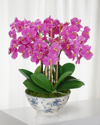 Winward Orchid In Rose Trellis Bowl