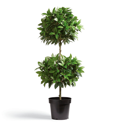 Frontgate Double Ball Leaf Potted Plant