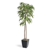 FRONTGATE WEEPING FICUS TREE IN SQUARE PLANTER