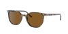 Ray Ban Ray In Brown Polar