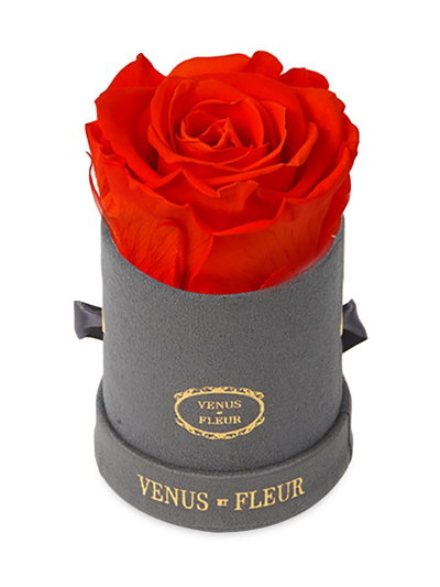 Venus Et Fleur Mini Round Suede Eternity Rose