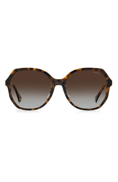 Polaroid 57mm Polarized Butterfly Sunglasses In Havana / Brown Grad Polz