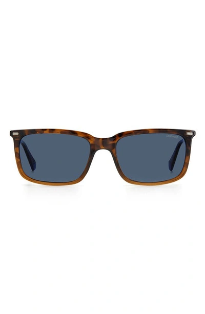 Polaroid 55mm Polarized Rectangular Sunglasses In Havana Brwn / Blue Polarized