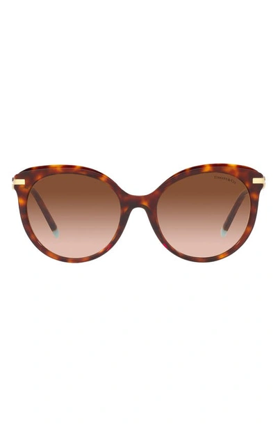 Tiffany & Co 55mm Gradient Cat Eye Sunglasses In Havana/ Brown Gradient