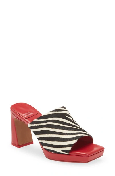 Jeffrey Campbell Caviar Genuine Calf Hair Slide Sandal In Black White Zebra Red