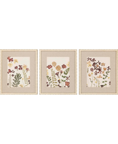 Paragon Picture Gallery Pressed Flowers I Wall Art Set, 3 Piece In Multi