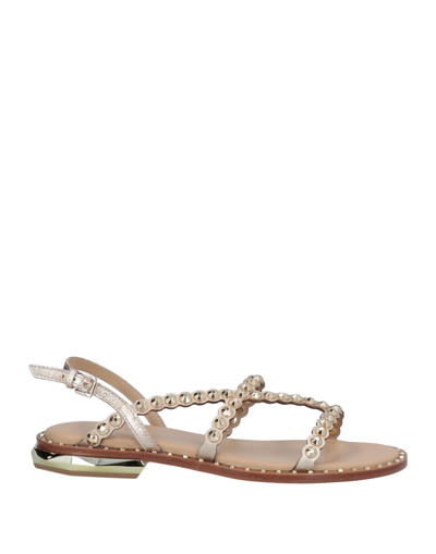 Ash Sandals In Gold