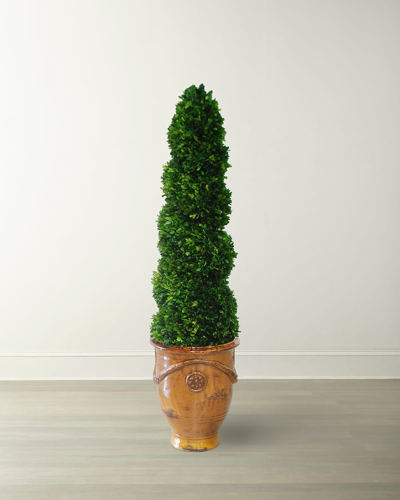 Winward Boxwood Spiral In Tuscan Urn
