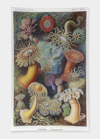 JOHN DERIAN SEA ANEMONES RECTANGULAR TRAY