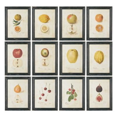 Oka Set Of 12 Anatomical Fruit Framed Prints - Black