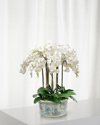 Winward Orchids In Ceramic Pot