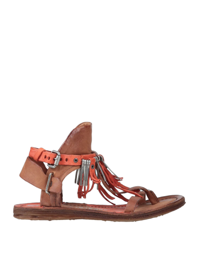 A.s. 98 Toe Strap Sandals In Brown