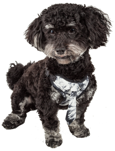 Pet Life 'bonatied' Mesh Reversed Adjustable Fashion Dog Harness W/ Designer Neck Tie In Black