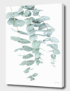 Curioos Eucalyptus Ii In Green