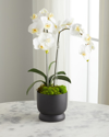 T & C Floral Company Double Orchids In Matte Pot