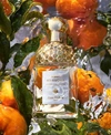 GUERLAIN AQUA ALLEGORIA MANDARINE BASILIC EAU DE TOILETTE FRAGRANCE COLLECTION