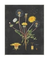 STUPELL INDUSTRIES BOTANICAL DRAWING DANDELION ON BLACK DESIGN WALL PLAQUE ART COLLECTION BY LETTERED LINED