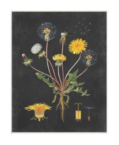 Stupell Industries Botanical Drawing Dandelion On Black Design Wall Plaque Art Collection By Lettered Lined In Multi-color