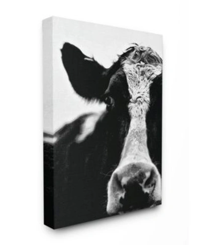 Stupell Industries Cow Black White Close Up Art Collection In Multi