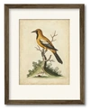 COURTSIDE MARKET EDWARDS GOLD FINCH FRAMED MATTED ART COLLECTION