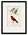 Courtside Market Dorbigny Birds Iii Framed Matted Art Collection In Multi
