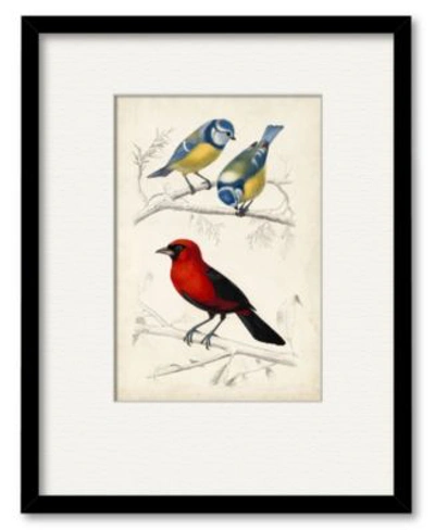 Courtside Market Dorbigny Birds Iii Framed Matted Art Collection In Multi