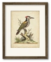 COURTSIDE MARKET EDWARDS WOODPECKER FRAMED MATTED ART COLLECTION