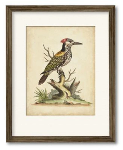 Courtside Market Edwards Woodpecker Framed Matted Art Collection In Multi