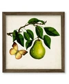COURTSIDE MARKET FRUIT WITH BUTTERFLIES I FRAMED CANVAS WALL ART COLLECTION