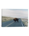 Icanvas Buffalo Bison By Chelsea Victoria Wall Art