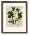 Courtside Market Botanical Flame 20" X 24" Framed And Matted Art In Multi