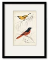 COURTSIDE MARKET DORBIGNY BIRDS VIII FRAMED MATTED ART COLLECTION